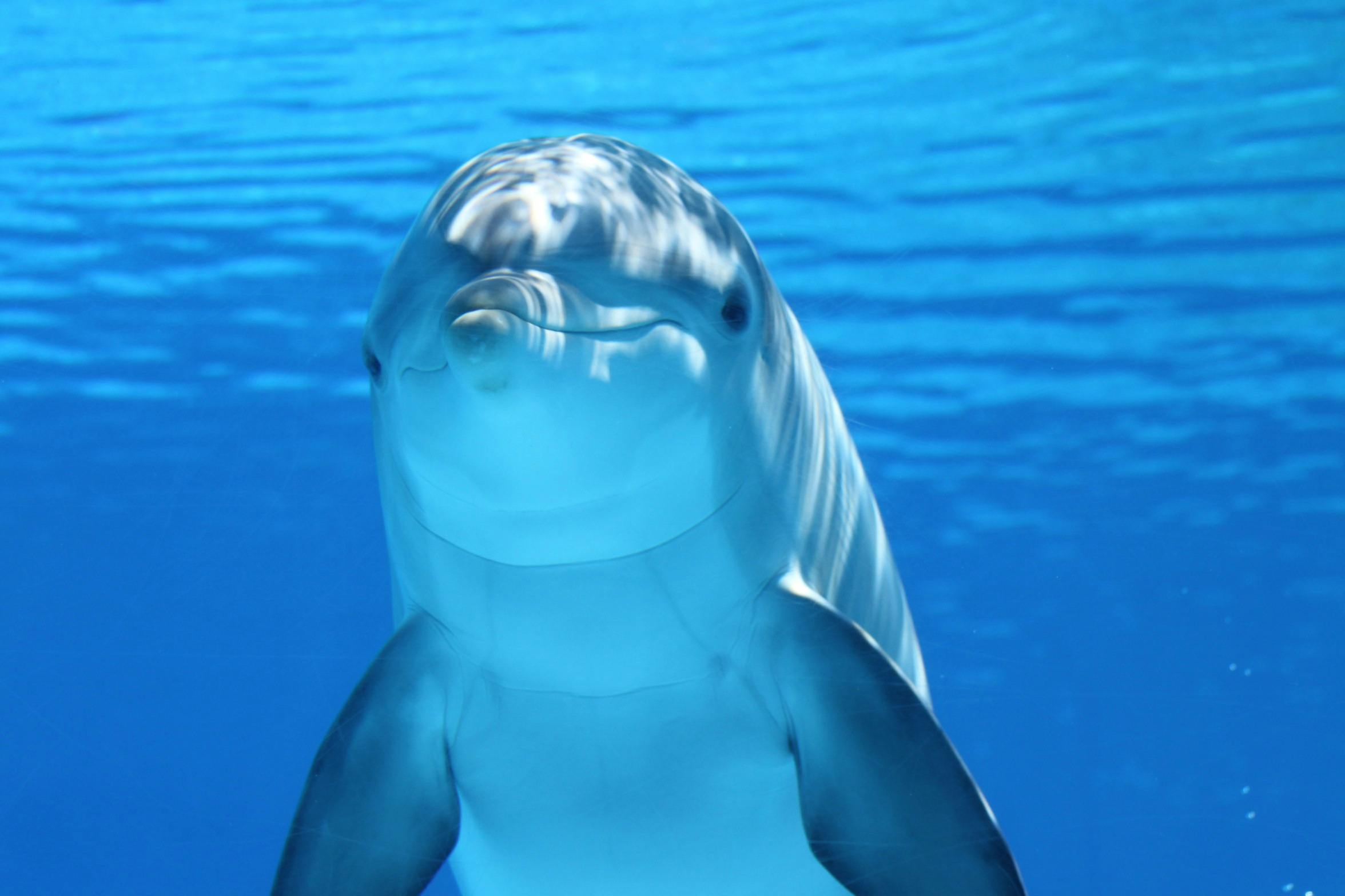 Bottlenose dolphins bow-riding in Trincomalee