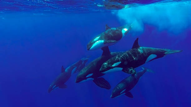 Killer whale pod hunting in Sri Lankan waters