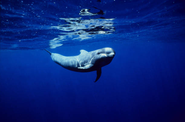 Pilot whale pod swimming near Kalpitiya, Sri Lanka
